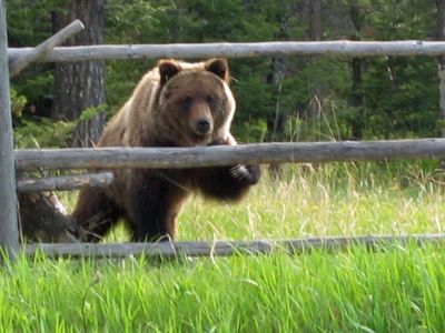 Grizzly Bear approaching a fence.