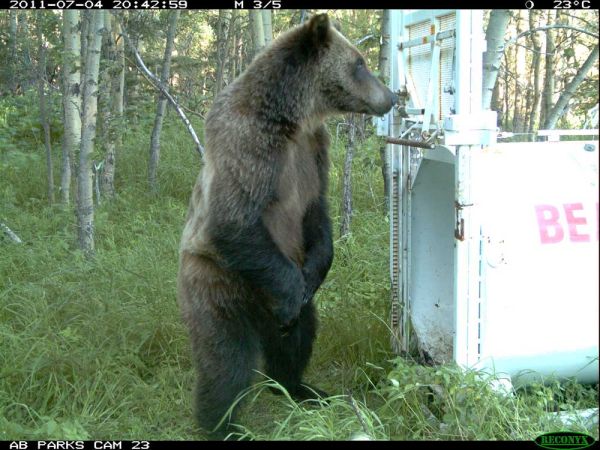 Grizzly Bear next to bear trap.