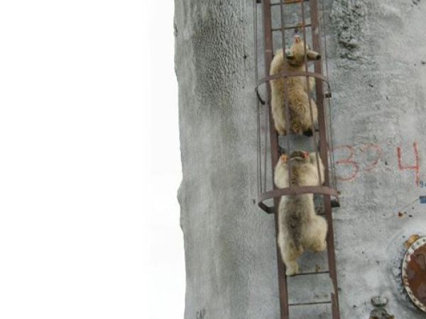 2 Bears following each other up an industrial ladder.