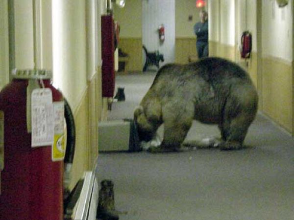 Grizzly bear inside a building looking through trash.