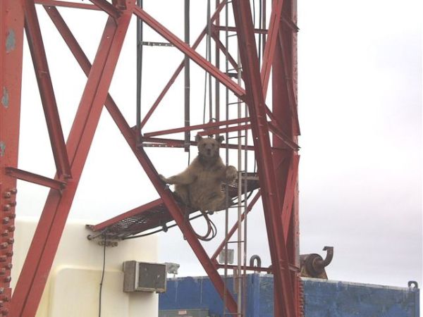 Bear climbing an industrial structure.