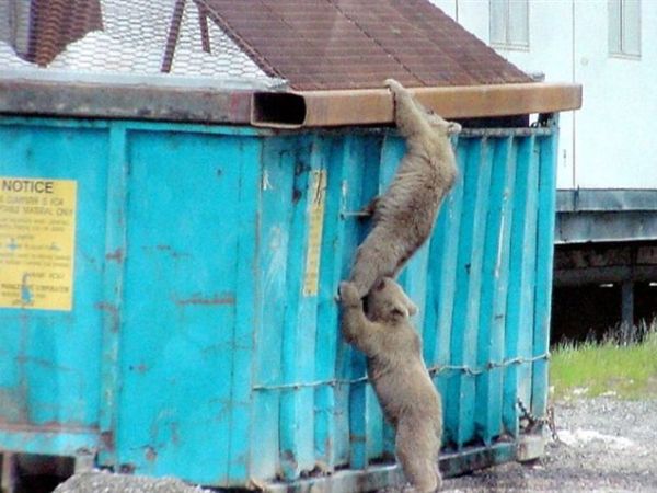 2 Bears helping each other climb up a waste bin.