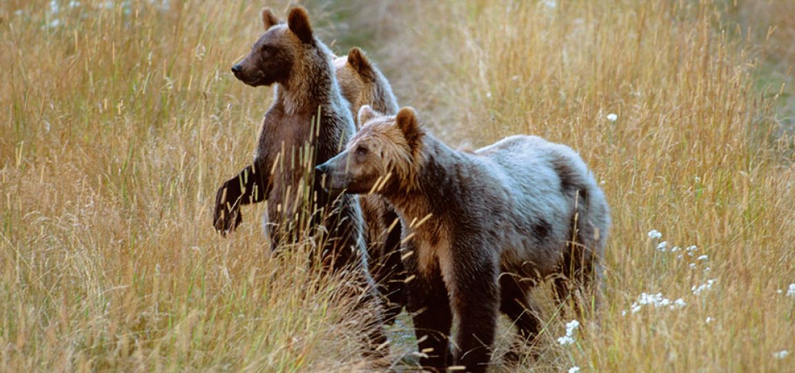 Group of bears in field