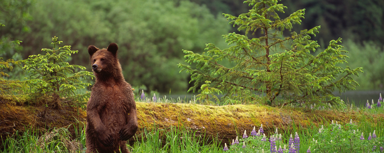 Bear Standing